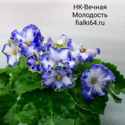 НК-Вечная Молодость